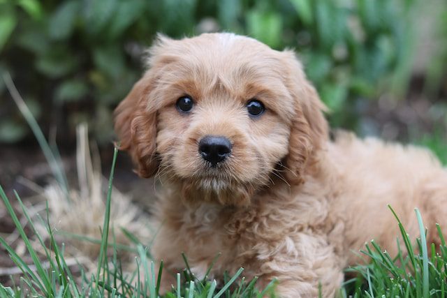 Dogs for sale Ireland and Labrador for sale