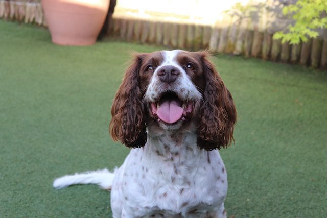 Dogs for sale Ireland and Labrador for sale