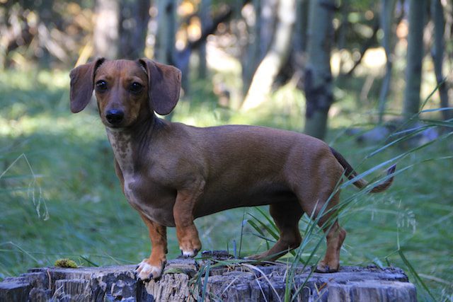 Dogs for sale Ireland and Labrador for sale