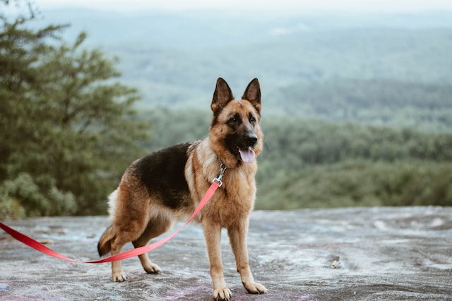 Dogs for sale Ireland and German-Shepherds-for-sale