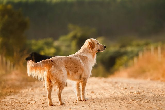 Dogs for sale Ireland and Labrador for sale