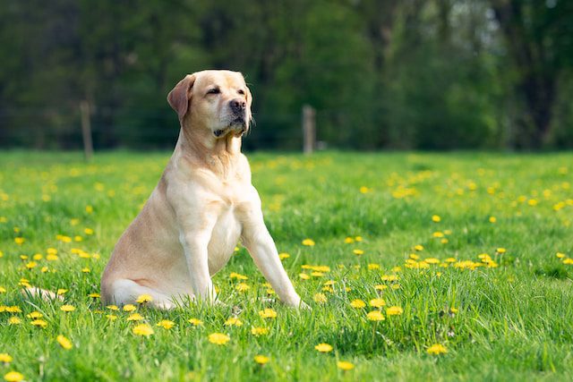 Dogs for sale Ireland and Labrador for sale