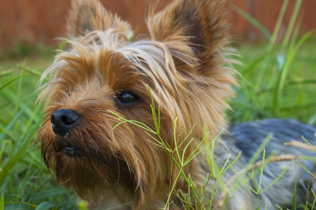 Dogs for sale Ireland and German-Shepherds-for-sale